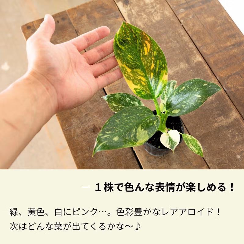 お手頃サイズ！フィロデンドロン・グリーンコンゴ・バリエガータ（2.5