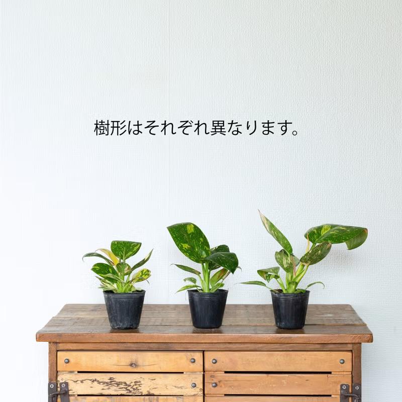 #Bronpor スペイン製 デコラティブ花瓶風　ブロンズ装飾 グリーン お手頃サイズ！フィロデンドロン・グリーンコンゴ・バリエガータ（2.5