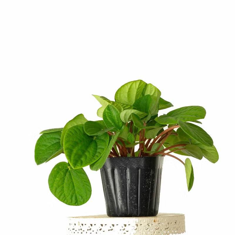 観葉植物 ペペロミア 肉厚系の可愛いペペロミア「ラナ」3号苗