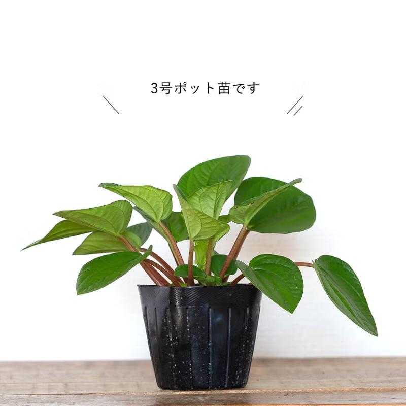 観葉植物 ペペロミア 肉厚系の可愛いペペロミア「ラナ」3号苗
