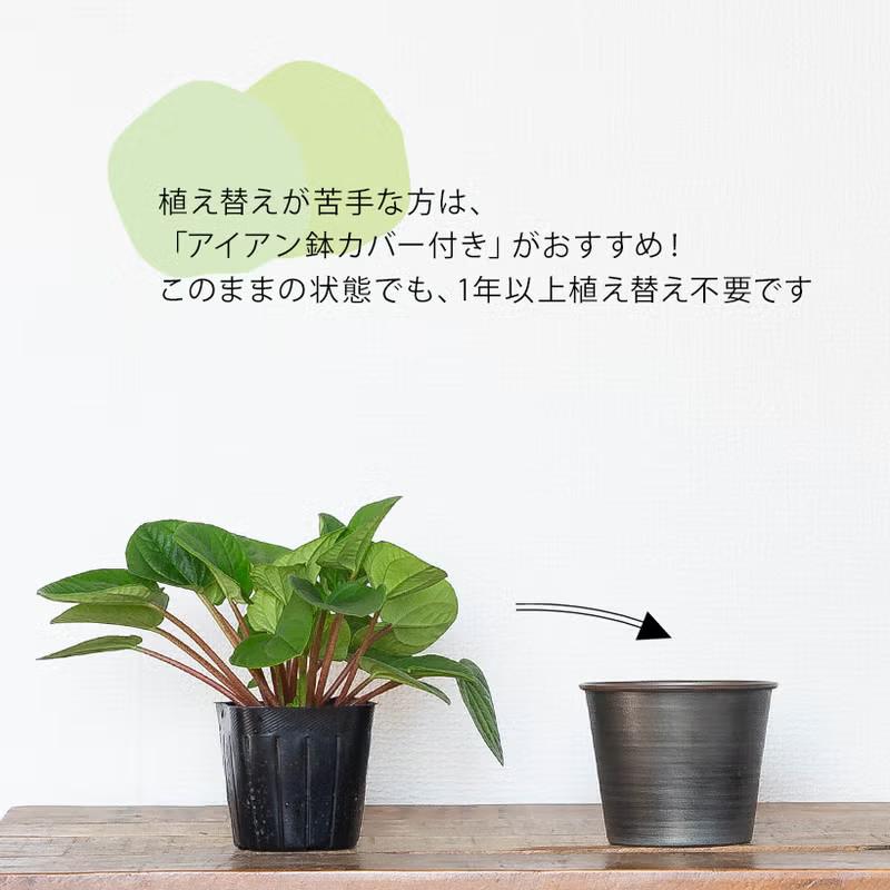 観葉植物 ペペロミア 肉厚系の可愛いペペロミア「ラナ」3号苗