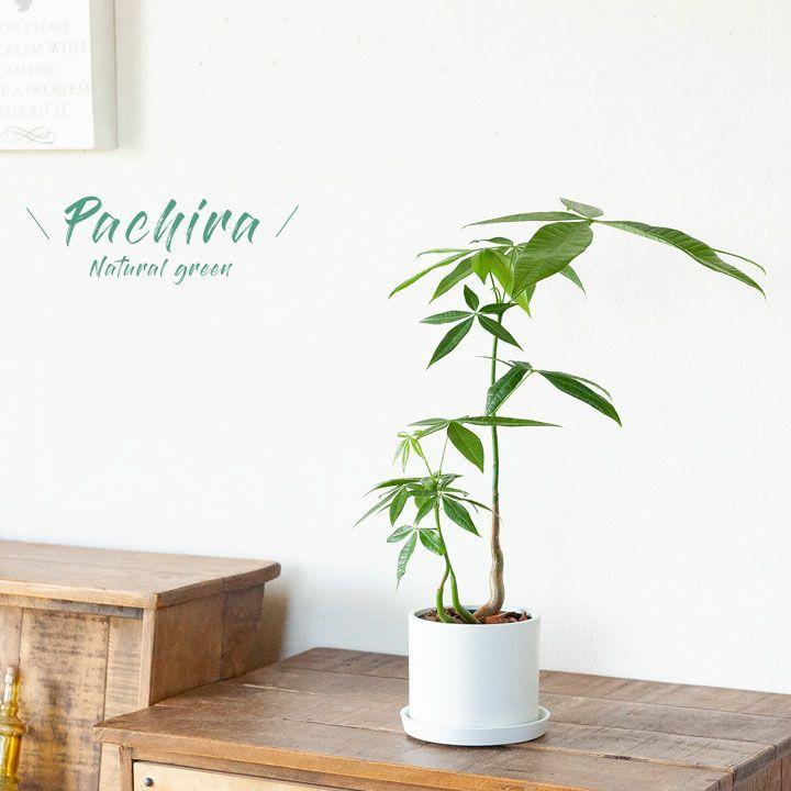 パキラ 観葉植物 おしゃれ インテリア リビング 涼やか パキラの森 E 花屋さん Pachira E 花屋さん 通販 Yahoo ショッピング