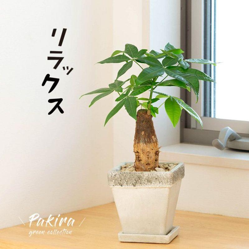 観葉植物 種類 室内 インテリア 鉢 幹太のパキラを、化粧鉢に植え替え