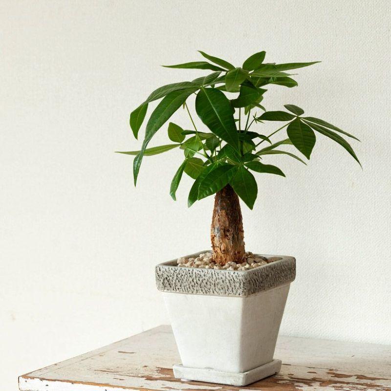 パキラ 観葉植物 太幹 鉢植え 観葉植物 種類 室内 インテリア 鉢 幹太のパキラを、化粧鉢に植え替え