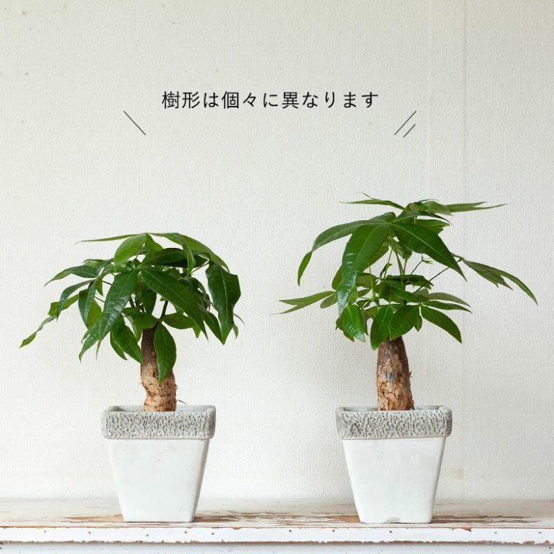 観葉植物 種類 室内 インテリア 鉢 幹太のパキラを、化粧鉢に植え替え