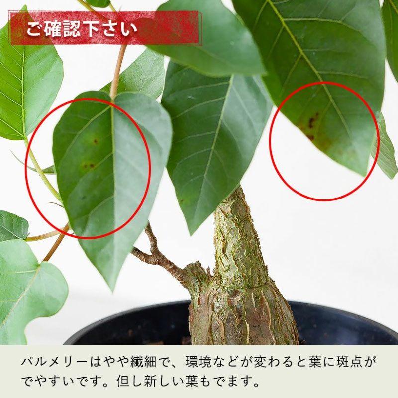 数量限定！フィカス・パルメリー 観葉植物 室内 おしゃれ 種類 : e 