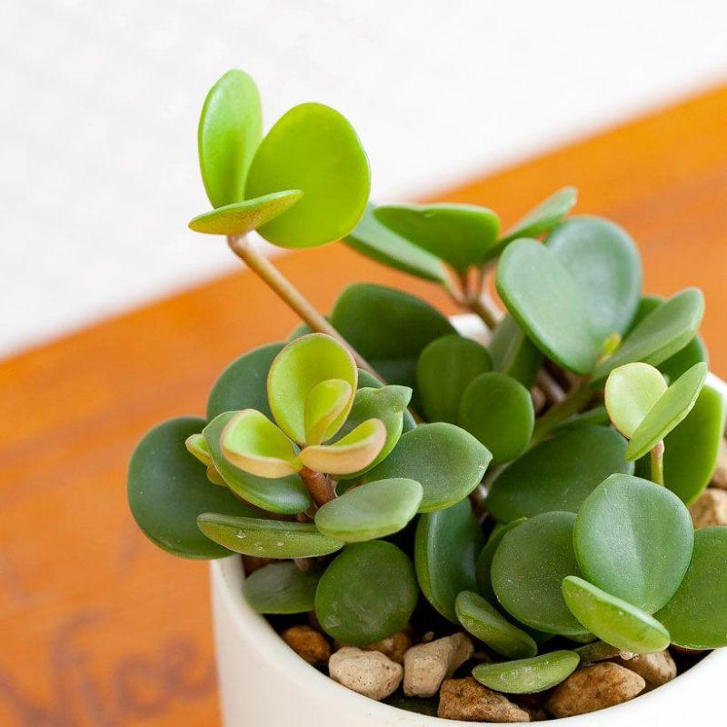 観葉植物 ぺぺロミア ホープ♡ 楽天市場】観葉植物/ぺぺロミア ：ホープ3号ポット : 園芸ネット