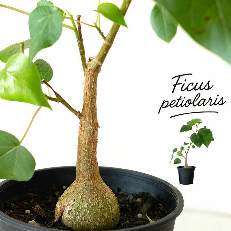 フィカス　ペティオラリス フィカス・ペティオラリス S | 観葉植物の通販 AND PLANTS