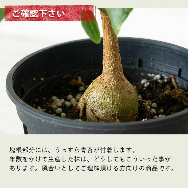 数量限定！フィカス・ペティオラリス : e-花屋さん - 通販 - Yahoo