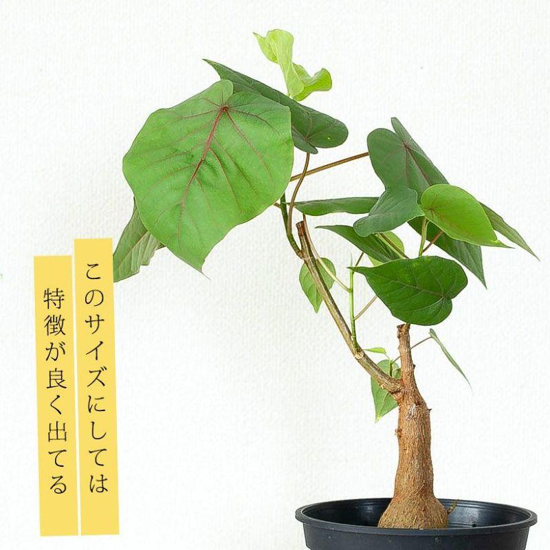 数量限定！フィカス・ペティオラリス : e-花屋さん - 通販 - Yahoo
