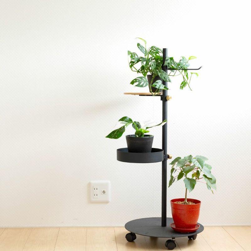 フィカス　ペティオラリス　ゴムの木　ゴムノキ　観葉植物　塊根植物　多肉植物　ビザールプランツ　レアプランツ　ガーデニング　植物　グリーン　趣味　盆栽　葉　花　庭　草　インテリア　おしゃれ　飾り　園芸　 数量限定！フィカス・ペティオラリス : e-花屋さん - 通販 - Yahoo