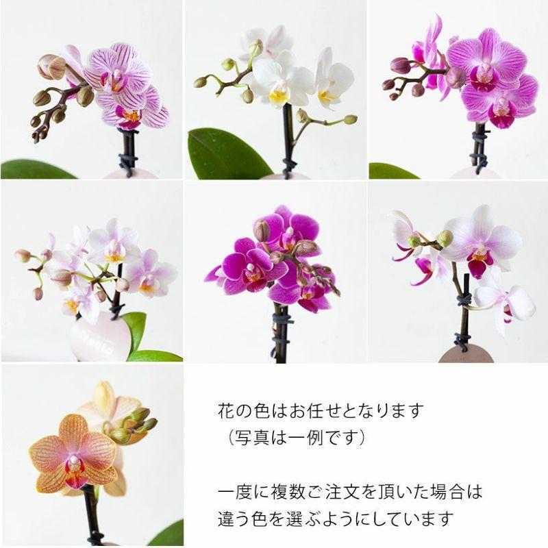 観葉植物 お花 おしゃれ テーブルグリーン 自宅で楽しむ、小さな胡蝶蘭（土を使わないインテリア花瓶）｜e-8783｜05