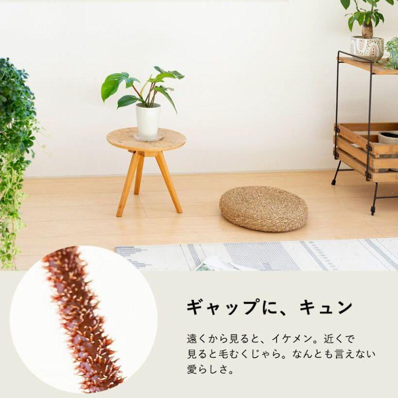 フィロデンドロン・スクアミフェルム（綿毛カズラ）肉厚で良い株です