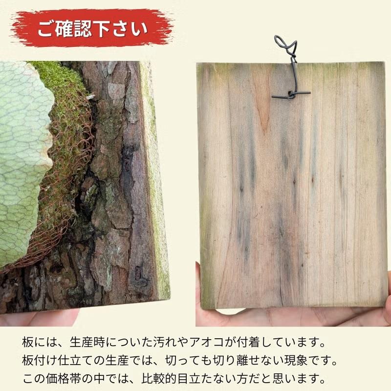 観葉植物 コウモリラン 板付 室内 おしゃれ 板付ビカクシダ（コウモリ