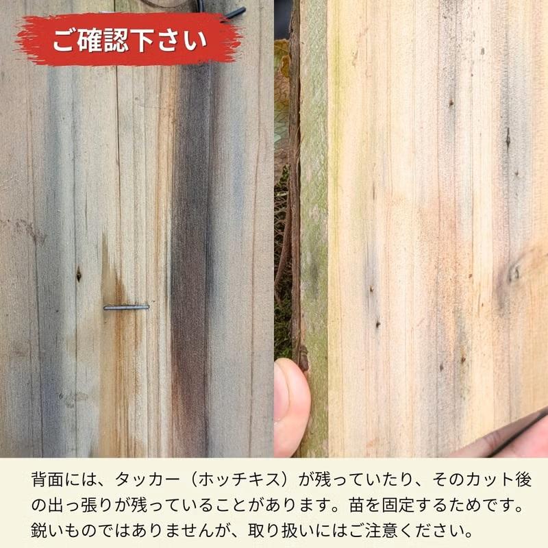 観葉植物 コウモリラン 板付 室内 おしゃれ 板付ビカクシダ（コウモリ