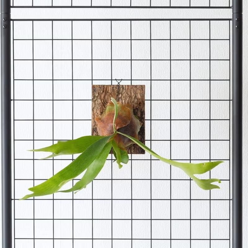 観葉植物 コウモリラン 板付 室内 おしゃれ 板付ビカクシダ（コウモリ
