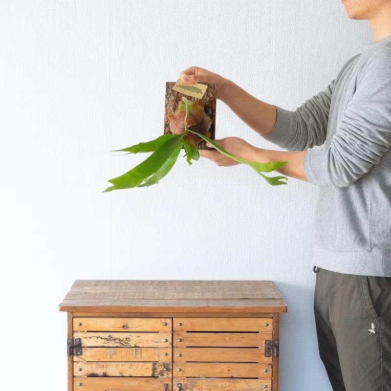 観葉植物 コウモリラン 板付 室内 おしゃれ 板付ビカクシダ（コウモリ