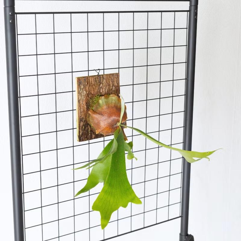 観葉植物 コウモリラン 板付 室内 おしゃれ 板付ビカクシダ（コウモリ
