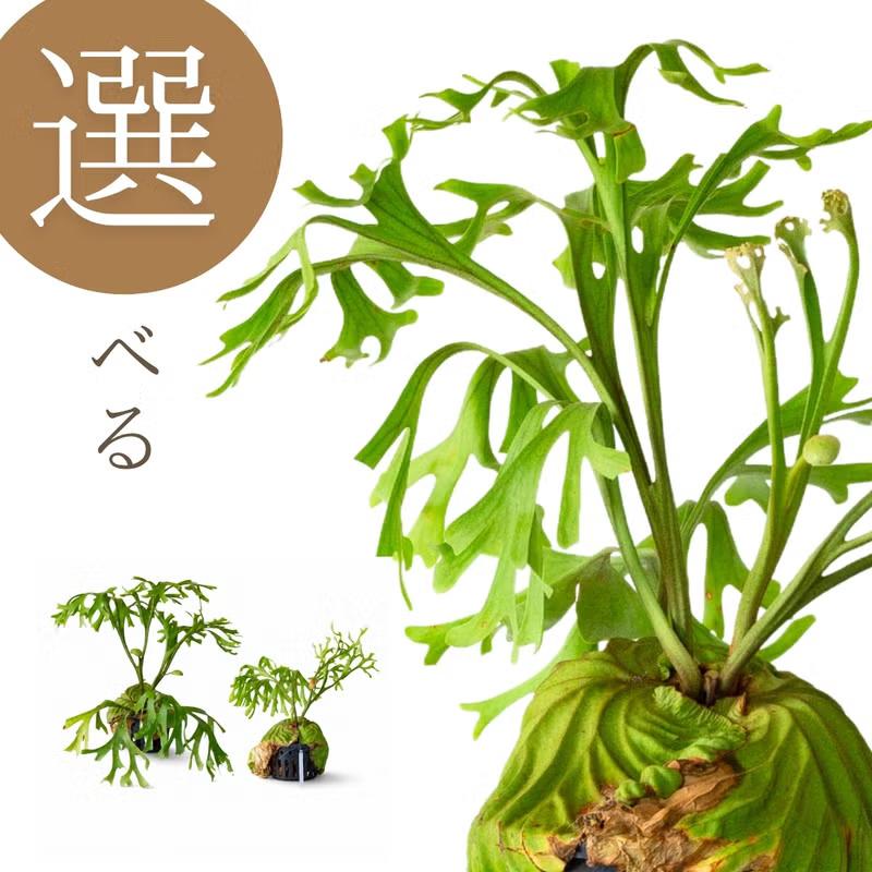 【美大株】ビカクシダ リドレイ tonkla sporeling（タグ付き） 観葉植物 ビカク 【写真で選べる】ビカクシダ（プラティセリウム