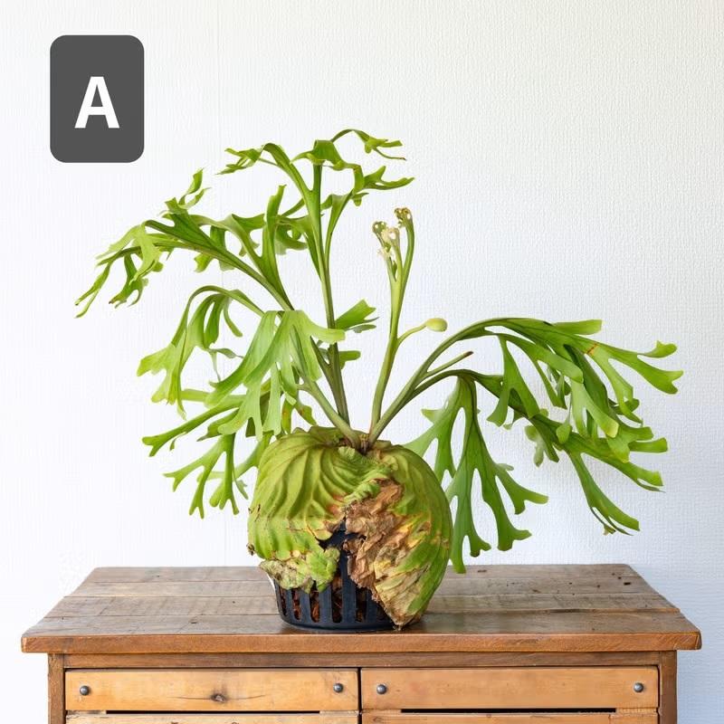 観葉植物 ビカク 【写真で選べる】ビカクシダ（プラティセリウム