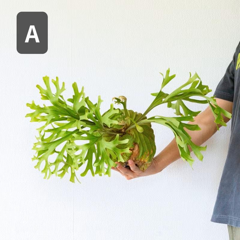 観葉植物 ビカク 【写真で選べる】ビカクシダ（プラティセリウム