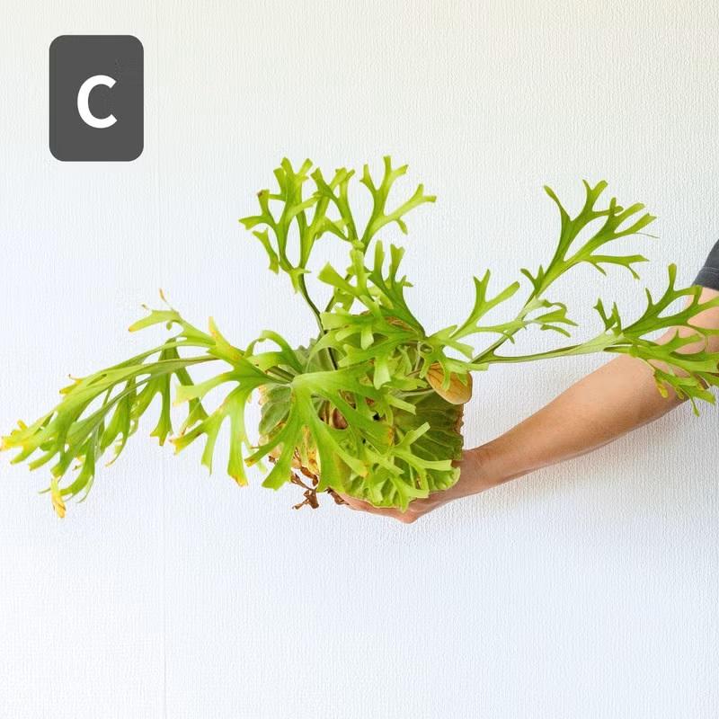観葉植物 ビカク 【写真で選べる】ビカクシダ（プラティセリウム