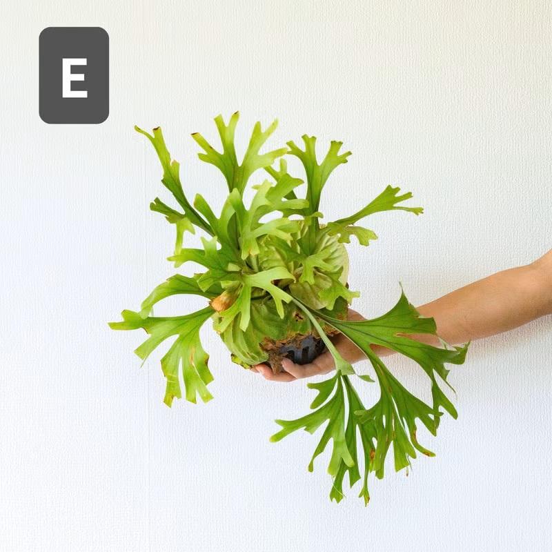 観葉植物 ビカク 【写真で選べる】ビカクシダ（プラティセリウム