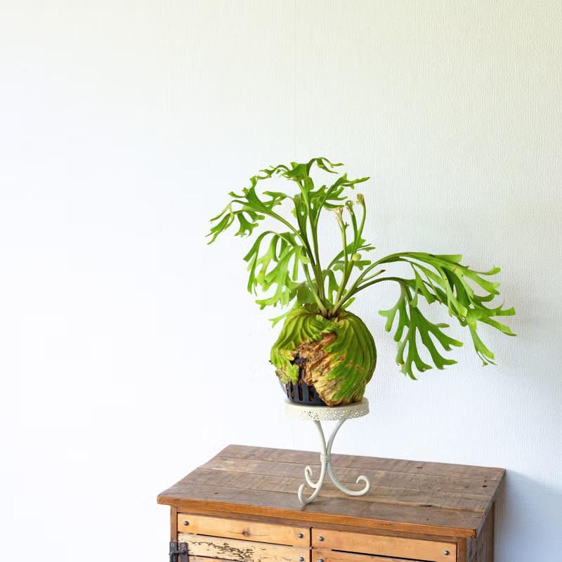 観葉植物 ビカク 【写真で選べる】ビカクシダ（プラティセリウム