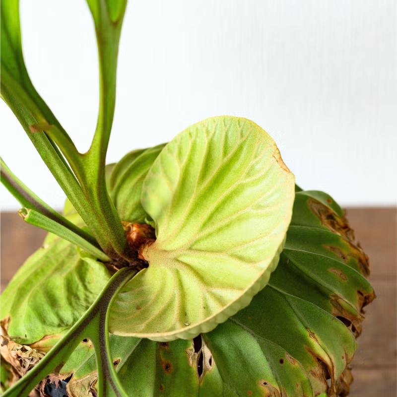 観葉植物 ビカク 【写真で選べる】ビカクシダ（プラティセリウム