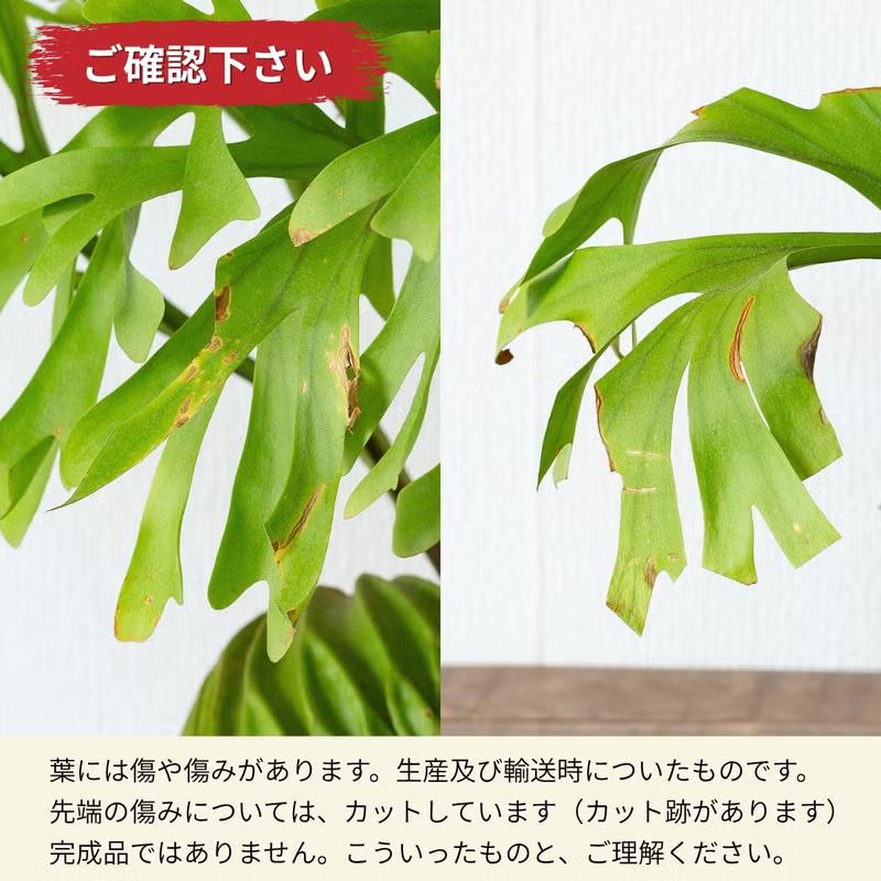観葉植物 ビカク 【写真で選べる】ビカクシダ（プラティセリウム
