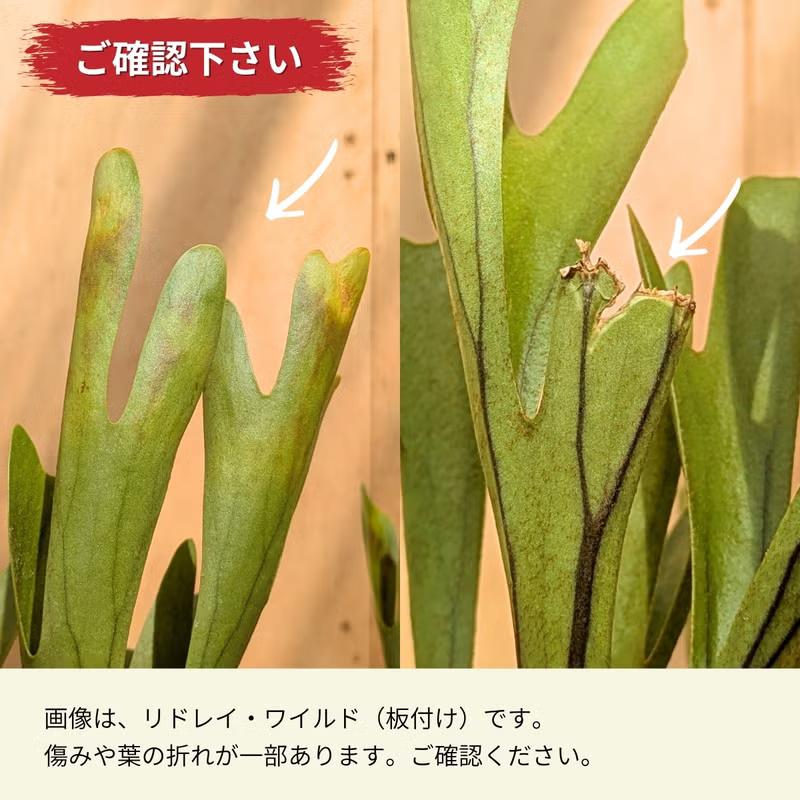 観葉植物 ビカク 【写真で選べる】ビカクシダ（プラティセリウム