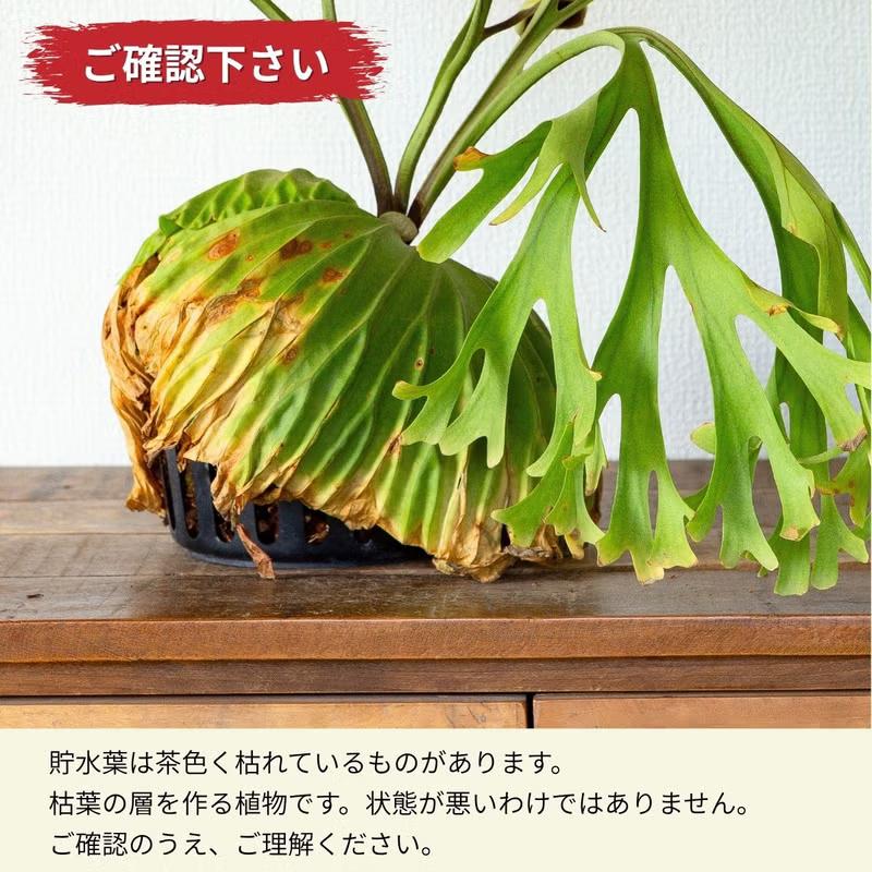 観葉植物 ビカク 【写真で選べる】ビカクシダ（プラティセリウム