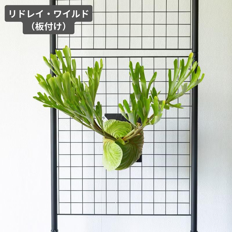 観葉植物 ビカク 【写真で選べる】ビカクシダ（プラティセリウム