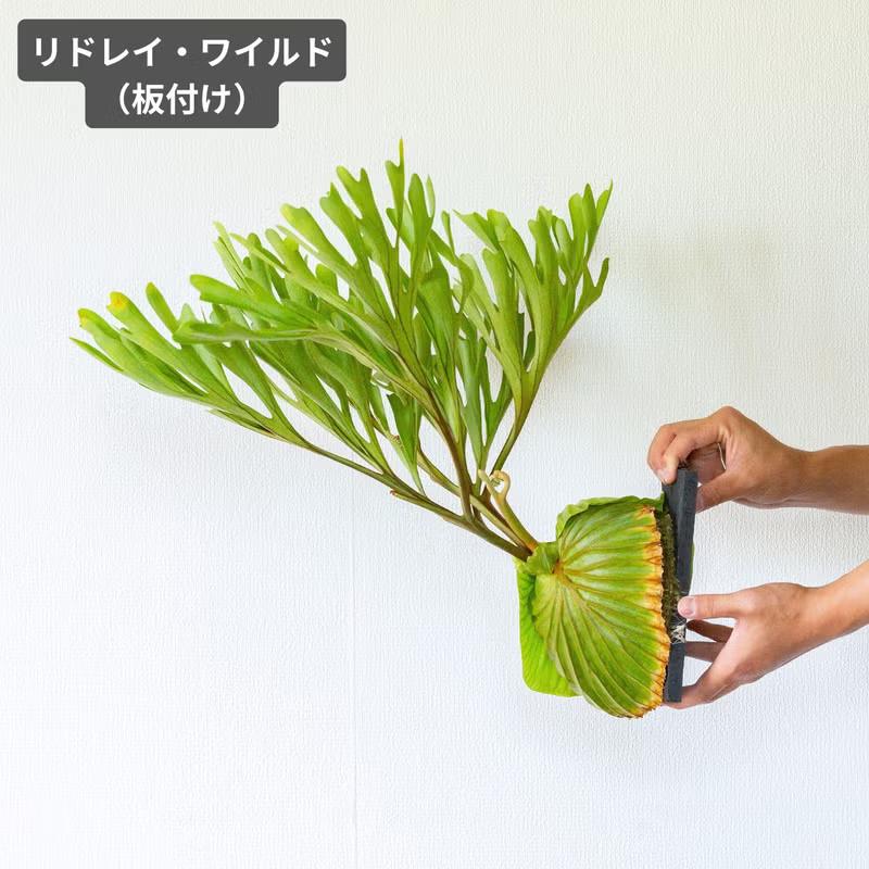 観葉植物 ビカク 【写真で選べる】ビカクシダ（プラティセリウム
