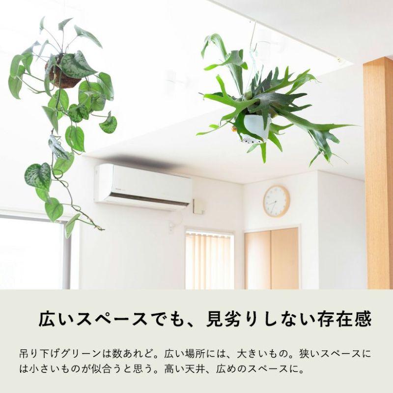 吊り鉢 吊り下げ 植物 どどん！力強いビジュアルの鹿角シダ