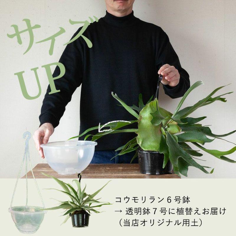 観葉植物 種類 室内 おしゃれ コウモリラン アルシコルネ ヴィ―チー