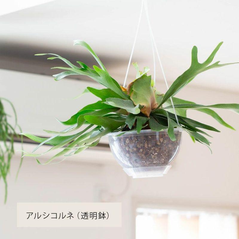 観葉植物 種類 室内 おしゃれ コウモリラン アルシコルネ ヴィ―チー 