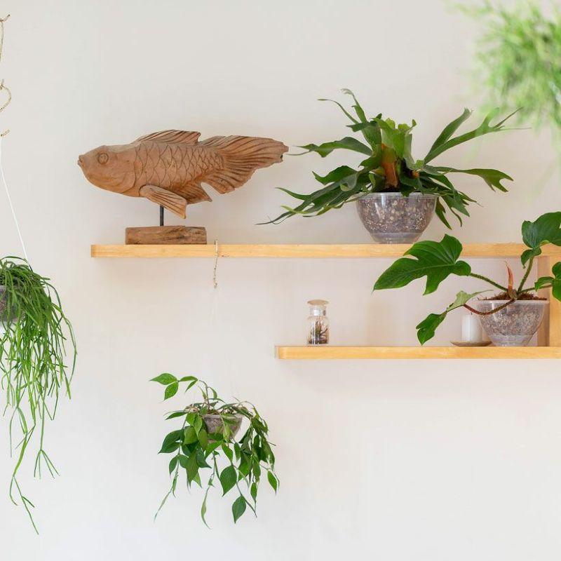観葉植物 種類 室内 おしゃれ コウモリラン アルシコルネ ヴィ―チー 