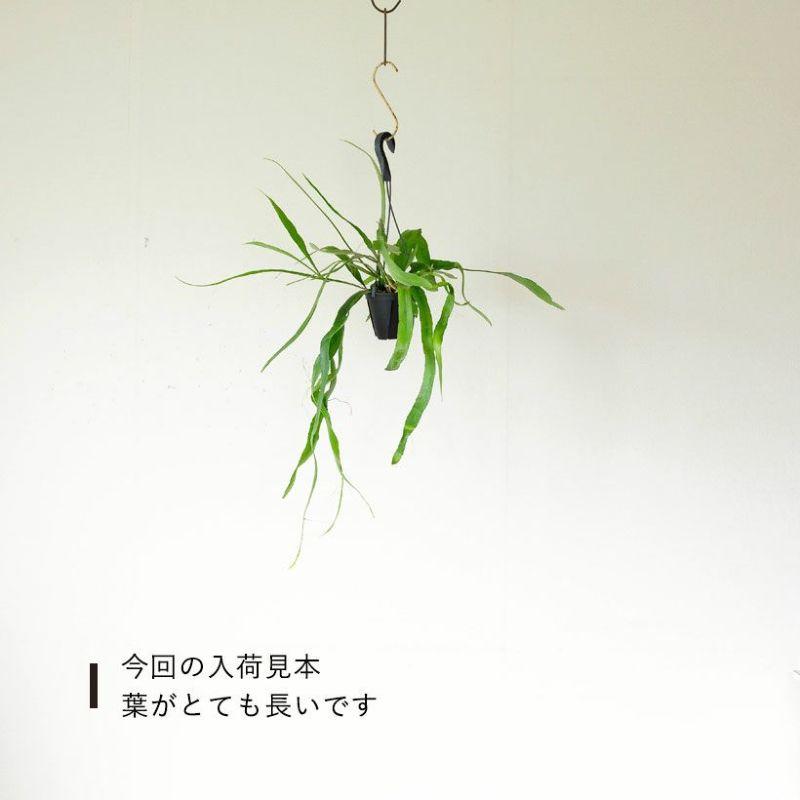 観葉植物 種類 室内 おしゃれ 吊り下げ エピフィルム・プミラム（姫月