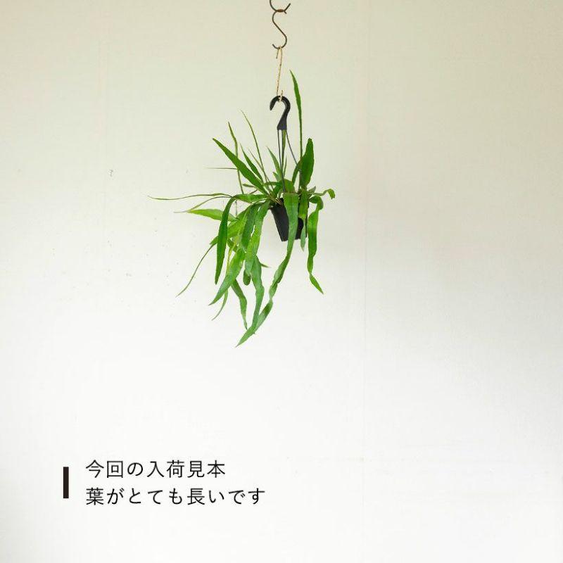 観葉植物 種類 室内 おしゃれ 吊り下げ エピフィルム・プミラム（姫月