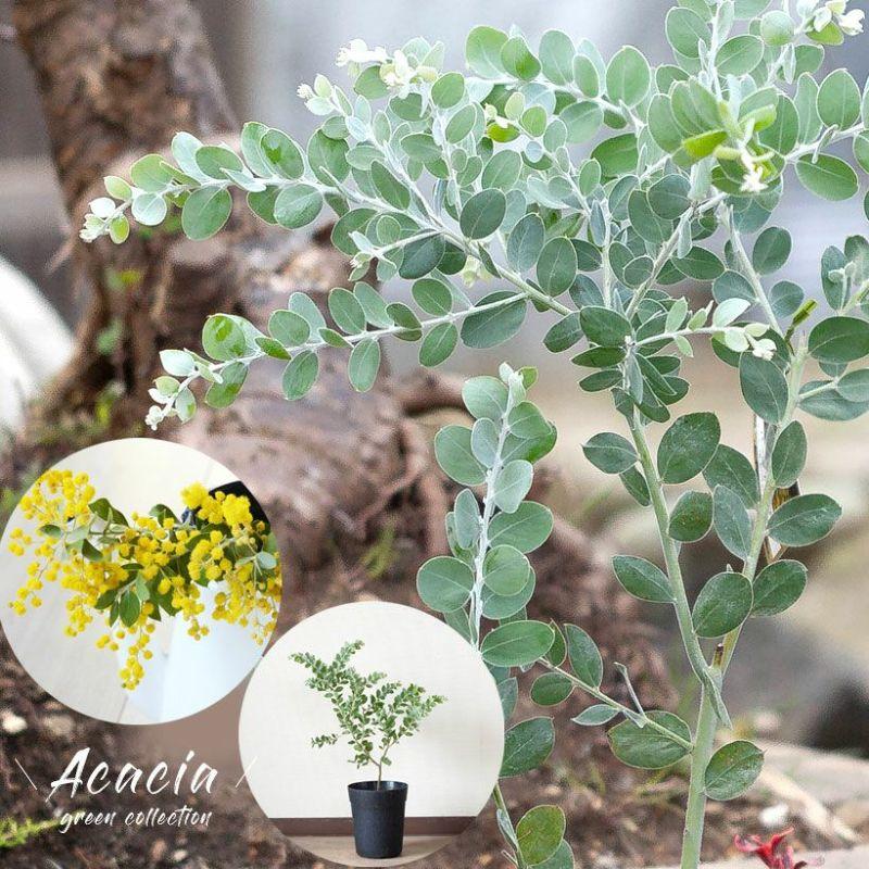 パールアカシア　フレッシュ　真珠葉　切枝　保水有り 観葉植物 アカシア 葉の色が綺麗！パールアカシア5号鉢 : e-花屋さん
