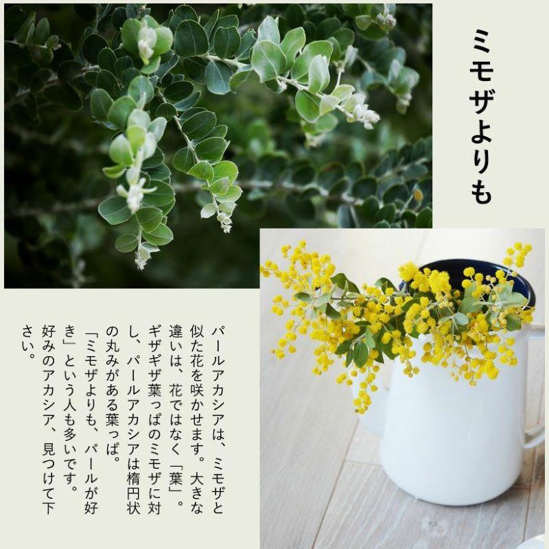 観葉植物 アカシア 葉の色が綺麗！パールアカシア5号鉢 : e-花屋さん