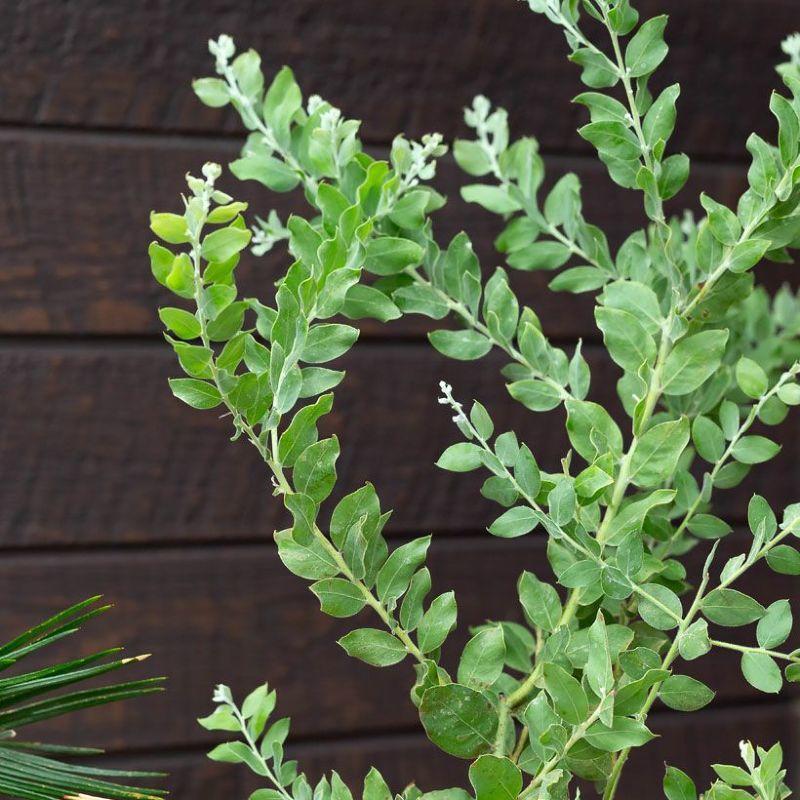 観葉植物 アカシア 葉の色が綺麗！パールアカシア5号鉢 : e-花屋さん