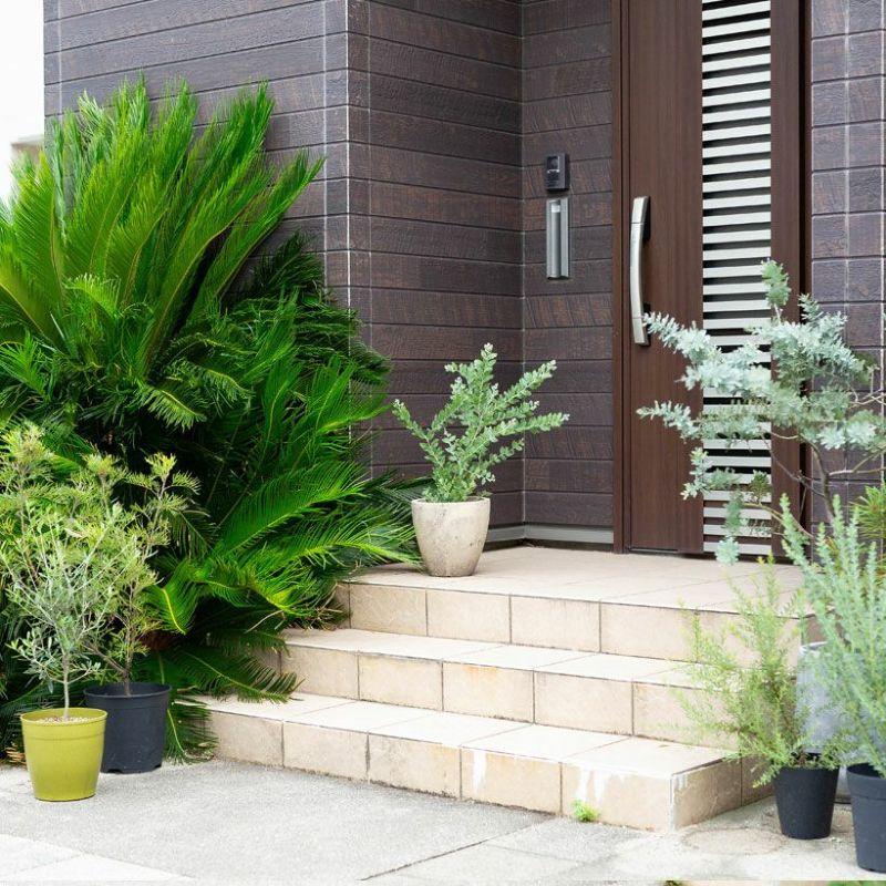 観葉植物 アカシア 葉の色が綺麗！パールアカシア5号鉢 : e-花屋さん