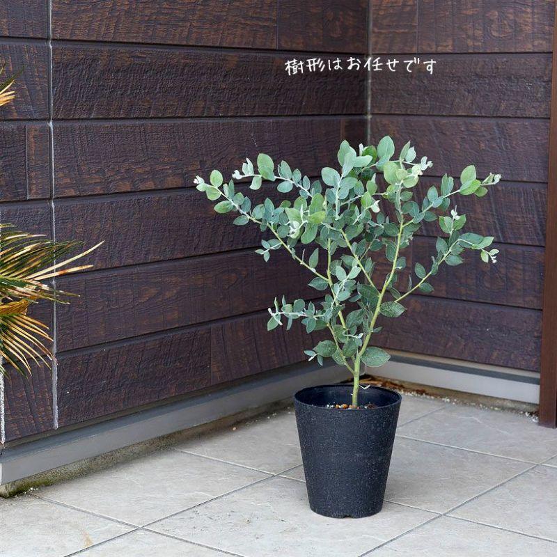 観葉植物 アカシア 葉の色が綺麗！パールアカシア5号鉢 : e-花屋さん