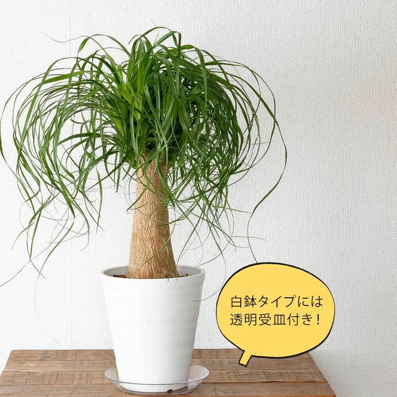 ポニーテール　観葉植物 幹ぷっくりしたポニーテール 幹と葉っぱのバランスも完璧です
