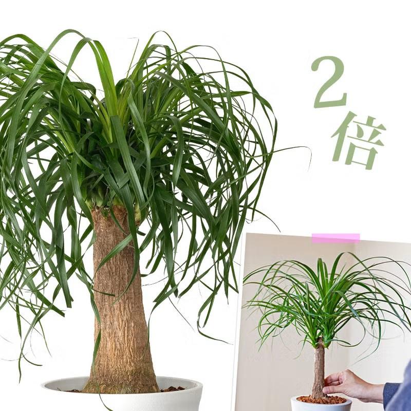 観葉植物 ポニーテール 室内 おしゃれ 幹が太い！ガチッッとした