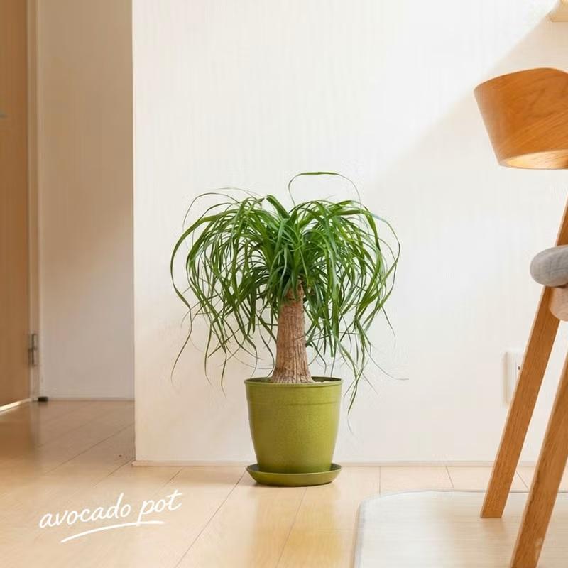 値下げ観葉植物ポニーテール 観葉植物 ポニーテール 室内 おしゃれ 幹が太い！ガチッッとした