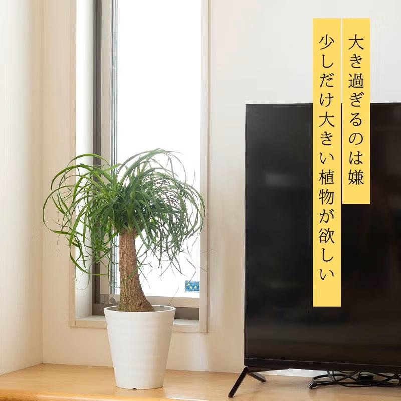 値下げ観葉植物ポニーテール 観葉植物 ポニーテール 室内 おしゃれ 幹が太い！ガチッッとした