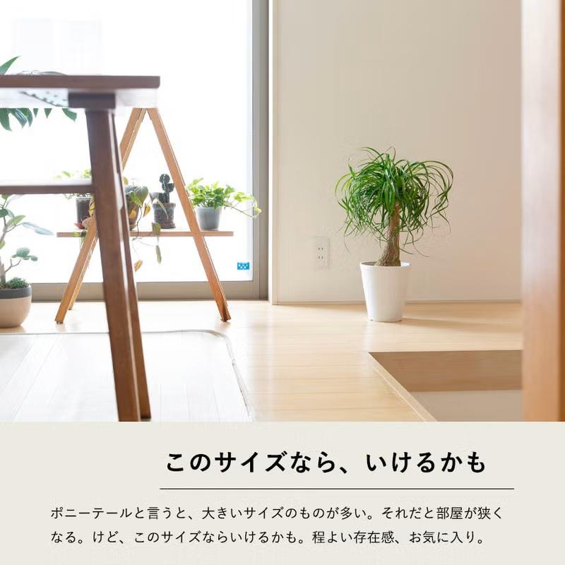 観葉植物 ポニーテール 室内 おしゃれ 幹が太い！ガチッッとした